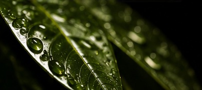 Natural green foliage
